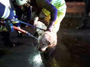 Pes uvízl v bahně ve vypuštěném rybníku. Ven mu pomohli hasiči