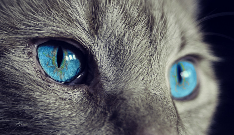 ilustrační fotografie