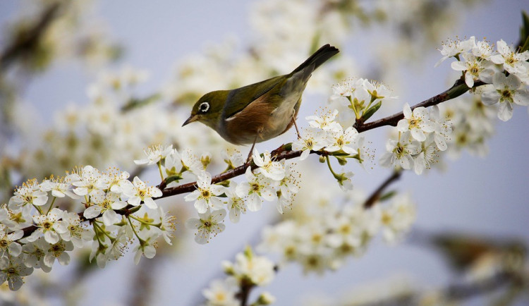 ilustrační fotografie