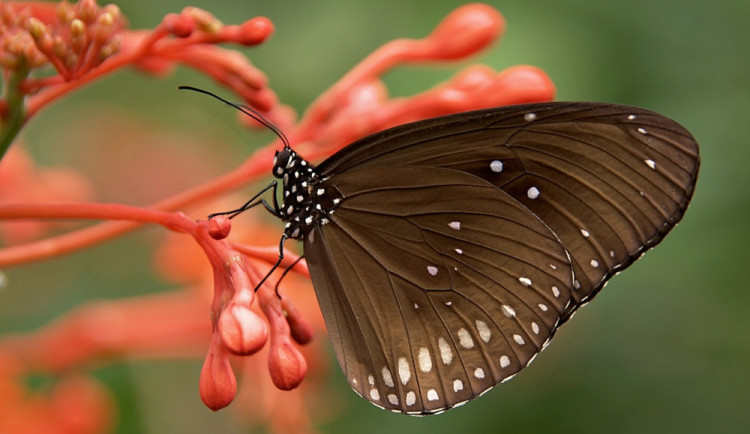Encyklopedie Natura Bohemica, kterou založili studenti, už obsahuje více než dva tisíce článků