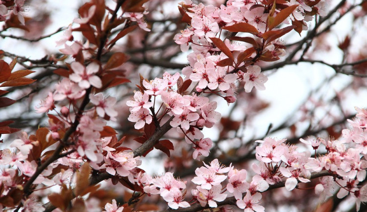 ilustrační fotografie