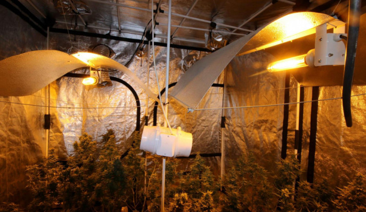 V centru Hradce fungovala pěstírna konopí, policisté sklidili více jak sto rostlin