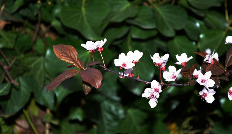 ilustrační fotografie