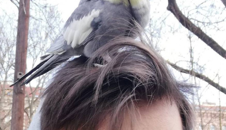 Muži přistál na rameni neznámý papoušek. Strážníci ho převezli do odborné veterinární péče