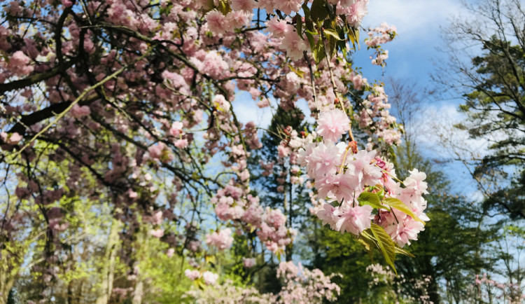 POČASÍ NA STŘEDU: Pod rozkvetlou třešní bude kolem 17 stupňů