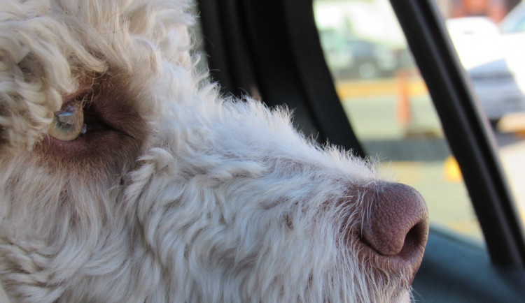 ilustrační fotografie