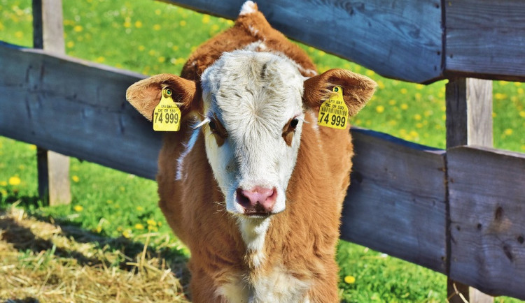 calf-3864585_960_720