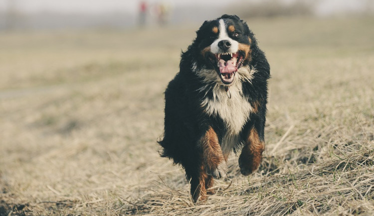 ilustrační fotografie