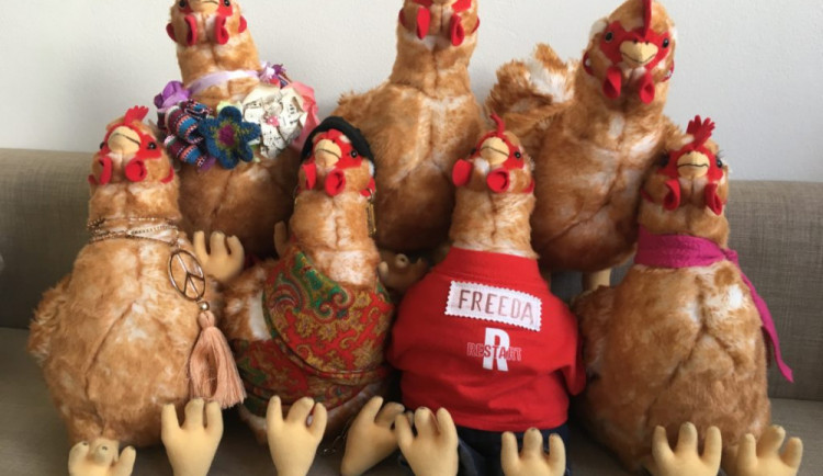 Slepice už proletěly půlku republiky. Brzy budou i v Olomouci