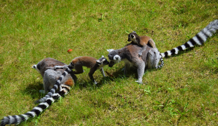 FOTO/VIDEO: Olomoucká zoo dnes poprvé ukázala nové lemuří přírůstky