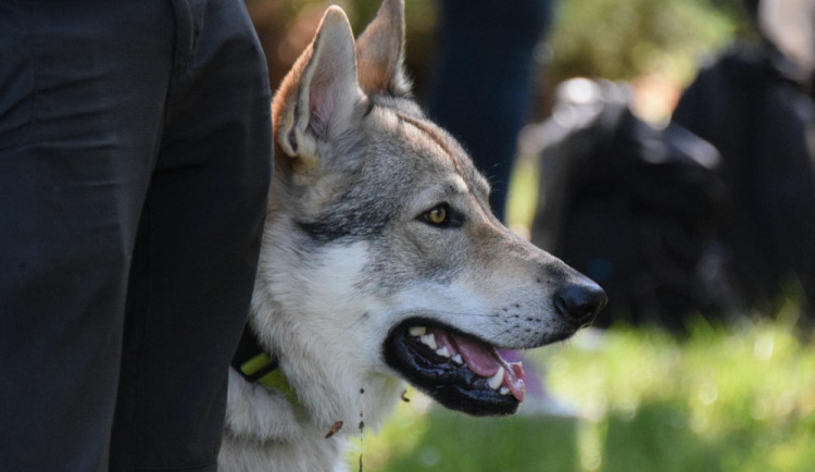 FOTO: V Náměšti dnes proběhla Oblastní výstava psů všech plemen