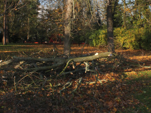 V olomouckých parcích uklízí pracovníci následky pondělních bouřek,  při průchodu dávejte pozor