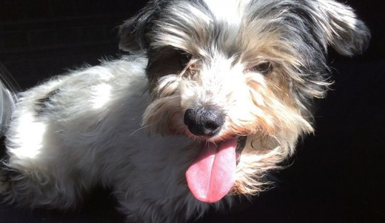 V ulici Velkomoravská včera pobíhal malý pes. Strážníci ho převezli do útulku