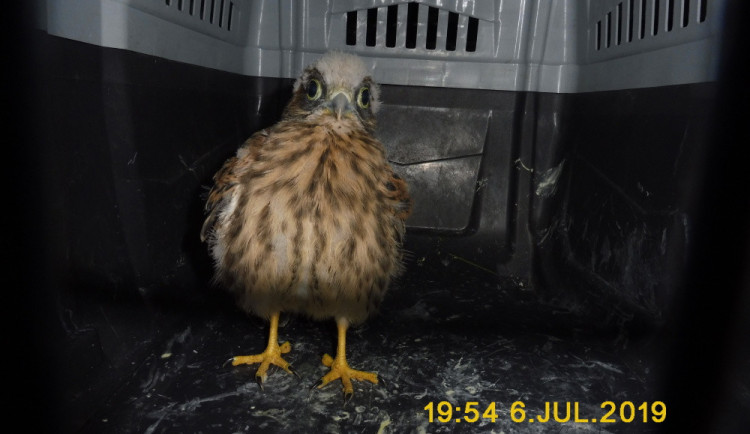 Strážníci odchytili malého srnce, který se schoval do psí boudy, i poštolku