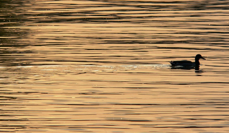 ilustrační fotografie