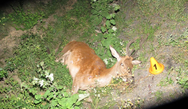 Jelen vběhl náhle před dodávku a na místě uhynul. Škoda byla předběžně vyčíslena na 120 tisíc