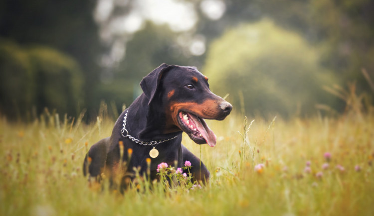 ilustrační fotografie