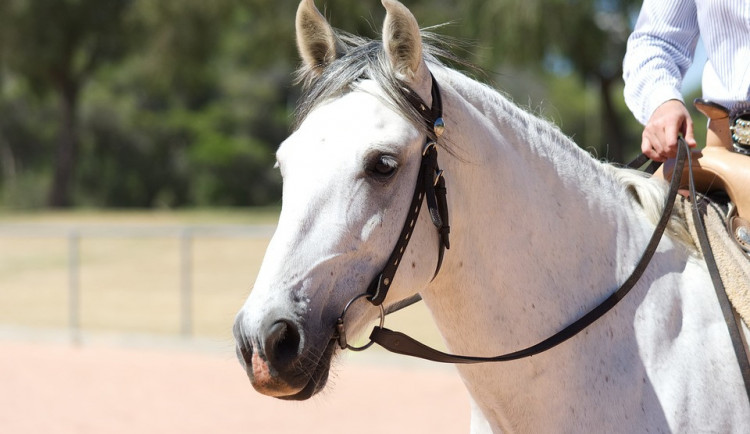 ilustrační fotografie