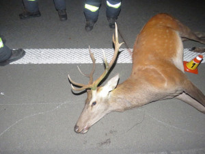Řidiči skočil před dodávku na dálnici jelen. Střetu už se nepodařilo zabránit