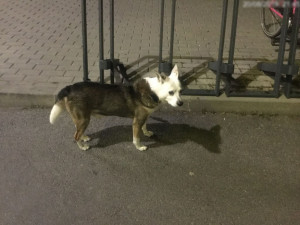 Pes byl několik hodin uvázaný u supermarketu v Olomouci. Strážníci ho převezli do útulku