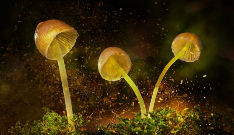 Houby v Pevnosti vás zavedou do světa mykologie