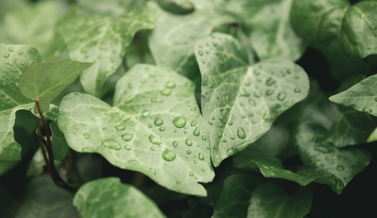 ilustrační fotografie