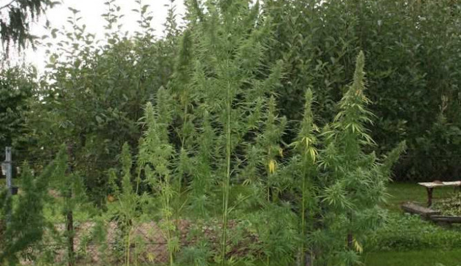 Muži z Hranicka hrozí až pět let vězení, skladoval a distribuoval velké množství pervitinu a marihuany