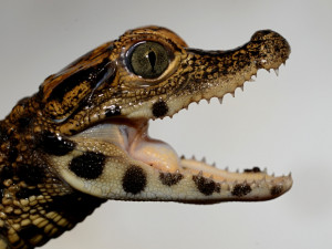 FOTO: V olomoucké zoo mají tři nová mláďata krokodýla čelnatého