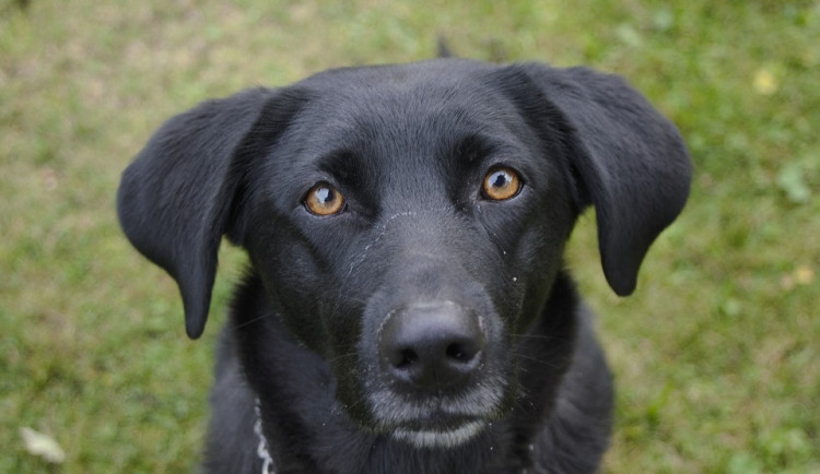 ilustrační fotografie