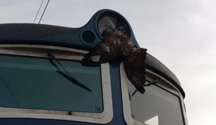 Káně narazilo do vlaku a uvízlo v horním světlometu, střet naštěstí přežilo