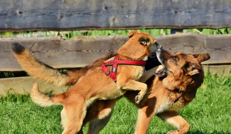 Venčení psa skončilo pěstním útokem