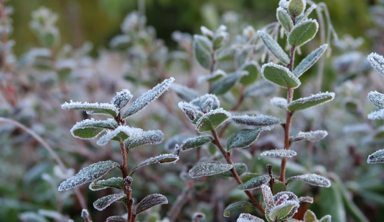 ilustrační fotografie