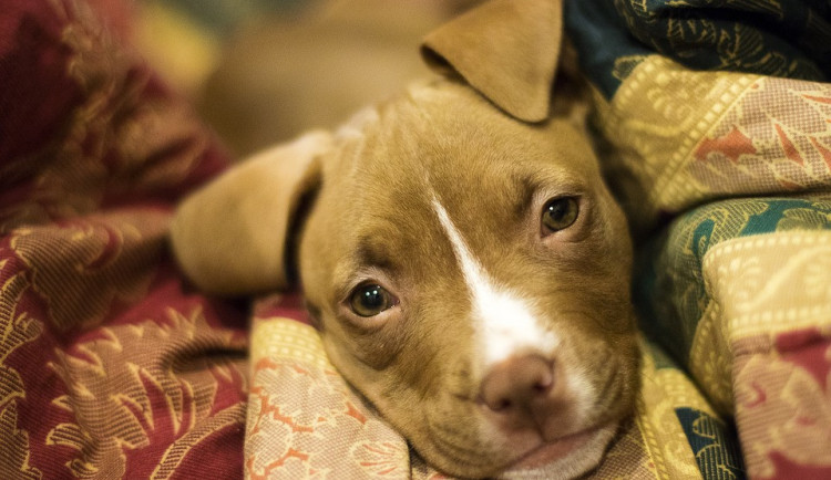 ilustrační fotografie