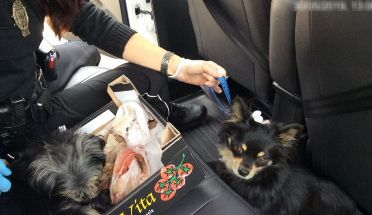 Porod v přímém přenosu