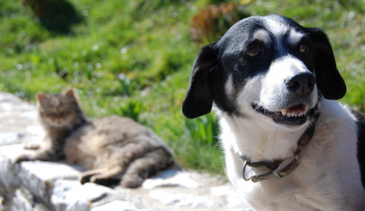 ilustrační fotografie