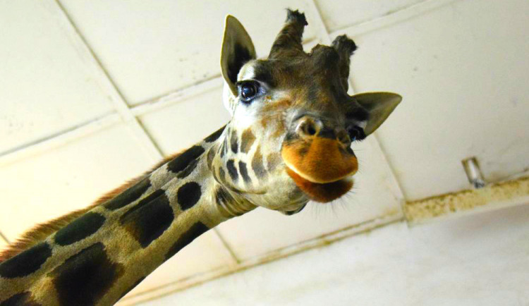 ilustrační fotografie