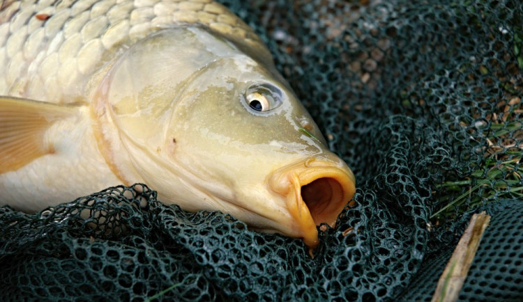 ilustrační fotografie