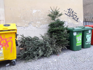 Dnes začíná svoz vánočních stromků. Technické služby posílí počet vozů