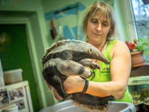 81933684_3328579243883768_1368521402507853824_n