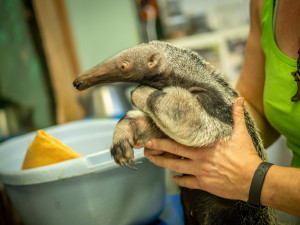 82853964_492962041357703_7452074983649443840_n