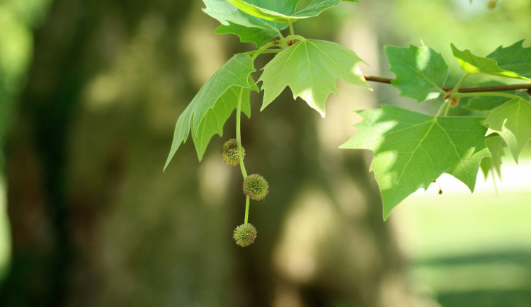 platanus-3382539_1920