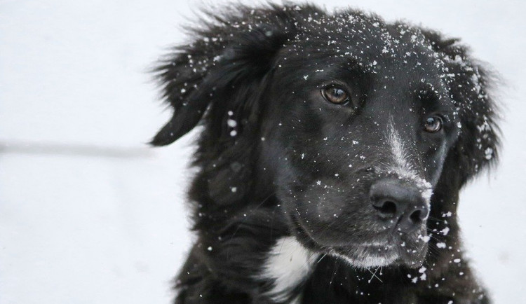 ilustrační fotografie