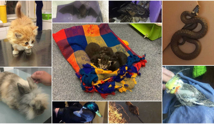 Strážníci v minulém roce odchytili několik stovek volně pobíhajících zvířat