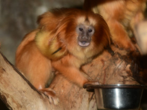 Mláďata lvíčka zlatého ZOO Olomouc