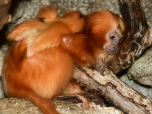 Mláďata lvíčka zlatého ZOO Olomouc