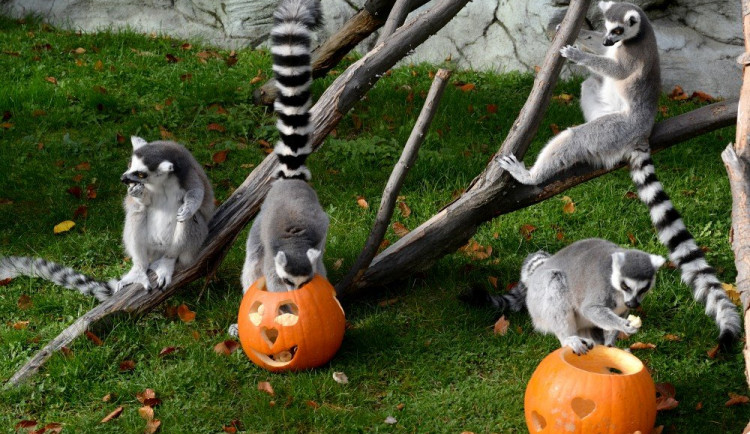 Ilustrační foto ZOO Olomouc