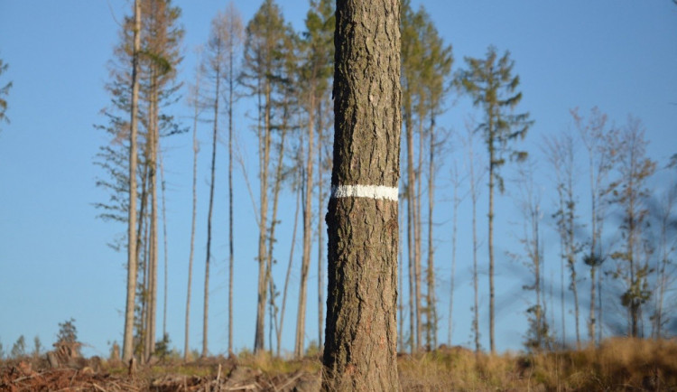 the-jeseniky-mountains-4065945_1280