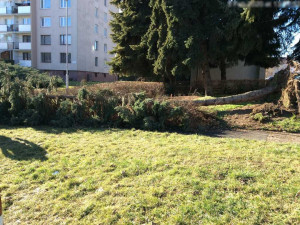 Silný vítr má v Olomouci další následky, na ulici Mišákova se vyvrátil strom