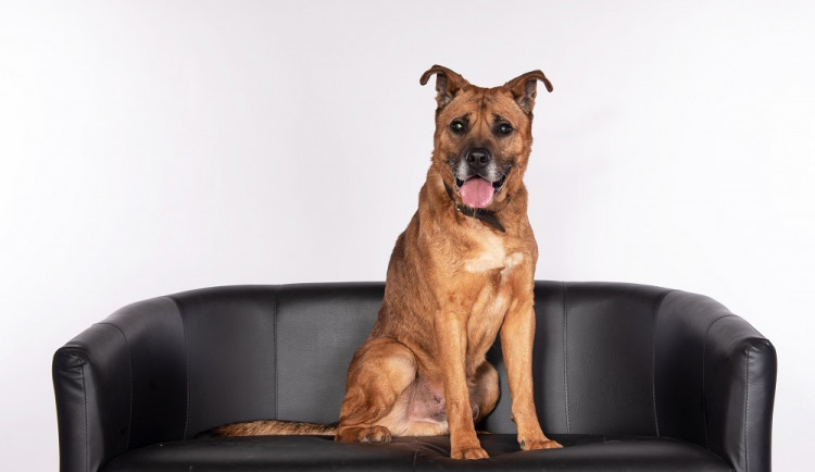 Hledáme páníčka #166: Podívejte se na nejnovější přírůstky v okolních útulcích