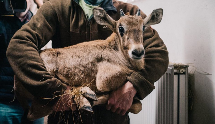 FOTO: V olomoucké zoo vážili mládě oryxe, už má jednadvacet kilo
